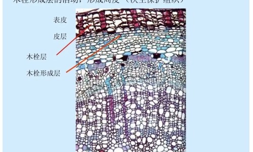地维烯胺的功效及副作用网- 地维烯胺的功效及副作用是什么知识,分享地维是什么工作